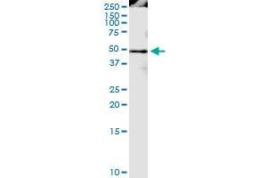 Immunoprecipitation of PPIG transfected lysate using anti-PPIG MaxPab rabbit polyclonal antibody and Protein A Magnetic Bead , and immunoblotted with PPIG MaxPab mouse polyclonal antibody (B01) . (PPIG 抗体  (AA 1-357))