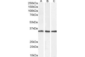 (ABIN571083) (2 μg/mL) staining of A431 (A), Jurkat (B), and U251 (C) cell lysate (35 μg protein in RIPA buffer). (APOLD1 抗体  (C-Term))