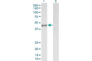 Western Blot analysis of INPP1 expression in transfected 293T cell line by INPP1 MaxPab polyclonal antibody. (INPP1 抗体  (AA 1-399))