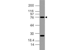 Image no. 1 for anti-POU Domain, Class 2, Transcription Factor 1 (POU2F1) (AA 420-600) antibody (ABIN5027410)