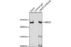 Immunoprecipitation analysis of 200 μg extracts of A-431 cells using 3 μg UBE2O antibody (ABIN6130342, ABIN6149817, ABIN6149818 and ABIN7101351). (UBE2O 抗体  (AA 1073-1292))