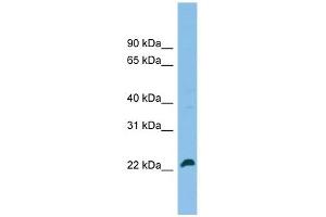 SPATA24 antibody used at 1 ug/ml to detect target protein.