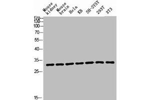 Western blot analysis of Mouse-kidney mouse-brain HELA KB SH-SY5Y 293T 3T3 lysis using Ribosomal Protein L7 antibody. (RPL7 抗体  (C-Term))