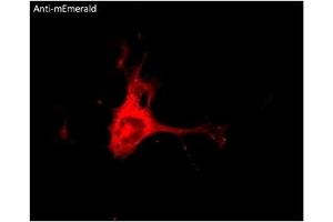 Immunofluorescence (IF) image for anti-mEmerald Fluorescent Protein antibody (ABIN7273073) (mEmerald Fluorescent Protein 抗体)