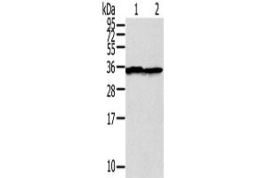 Western Blotting (WB) image for anti-Syntaxin 3 (STX3) antibody (ABIN2427365) (STX3 抗体)