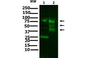 Western blot of Anti-ATF6 (RABBIT) Antibody Western Blot of Rabbit anti-ATF6 antibody. (ATF6 抗体  (N-Term))