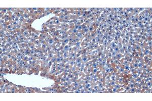 Detection of HAUS7 in Mouse Liver Tissue using Polyclonal Antibody to HAUS Augmin Like Complex Subunit 7 (HAUS7) (HAUS7 抗体  (AA 1-227))