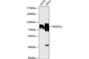 Western blot analysis of extracts of various cell lines, using TR antibody (ABIN6132266, ABIN6149468, ABIN6149469 and ABIN6216926) at 1:1000 dilution. (TRAFD1 抗体  (AA 1-260))