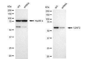 Western blotting analysis using U2AF2 antibody (ABIN7800701).