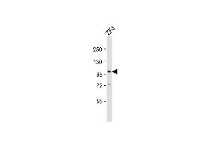 Anti-atg9a Antibody (C-Term)at 1:2000 dilution + ZF4 whole cell lysates Lysates/proteins at 20 μg per lane. (ATG9A 抗体  (AA 573-605))