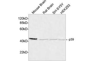 Western blot analysis of cell and tissue lysates using p39 Antibody, pAb, Rabbit (ABIN399090, 4 µg/mL) The signal was developed with IRDyeTM 800 Conjugated Goat Anti-Rabbit IgG. (p39 (C-Term) 抗体)