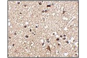 Immunohistochemistry of JPH3 in human brain tissue with this product at 2. (Junctophilin 3 抗体  (C-Term))