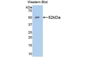 SLC40A1 antibody  (AA 127-321)