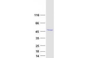 Western Blotting (WB) image for Ribonuclease/angiogenin Inhibitor 1 (RNH1) (Transcript Variant 8) protein (Myc-DYKDDDDK Tag) (ABIN2730901)