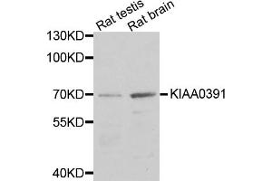 Western blot analysis of extracts of various cell lines, using KIAA0391 antibody (ABIN1875480) at 1:1000 dilution. (KIAA0391 抗体)