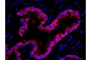 Immunofluorescence (IF) image for anti-WD Repeat Domain 77 (WDR77) (AA 292-342) antibody (ABIN7449034) (WDR77 抗体  (AA 292-342))
