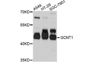 Western blot analysis of extracts of various cell lines, using GCNT1 antibody (ABIN4903747) at 1:1000 dilution.