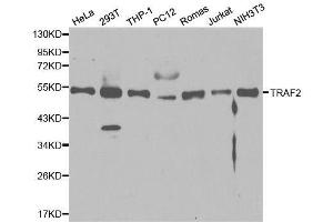 Western Blotting (WB) image for anti-TNF Receptor-Associated Factor 2 (TRAF2) (AA 1-300) antibody (ABIN3021165)