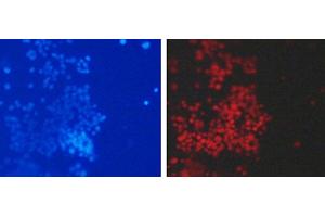 Immunofluorescence analysis of 293T cells using DiMethyl-Histone H3-K79 Polyclonal Antibody (Histone 3 抗体  (2meLys79))