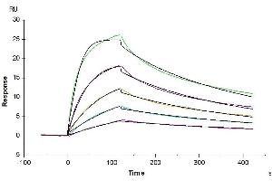 Surface Plasmon Resonance (SPR) image for Interleukin 23 Receptor (IL23R) (AA 24-355) protein (His tag) (ABIN7275015)