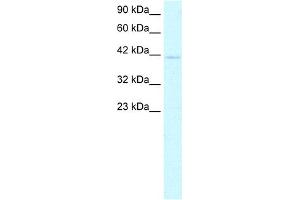 WB Suggested Anti-CEBPA Antibody Titration:  0. (CEBPA 抗体  (N-Term))