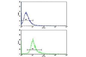 Flow cytometric analysis of NCI-H292 cells using DCXR antibody (bottom histogram) compared to a negative control (top histogram). (DCXR 抗体  (AA 79-106))