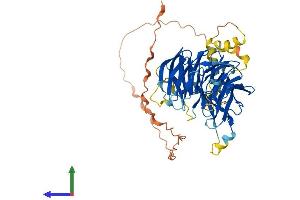 AlphaFold protein structure predicition of Mouse Recombinant Dcaf12l1 Protein, UniprotID Q8CBW4