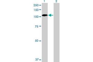 Western Blot analysis of EPHB1 expression in transfected 293T cell line by EPHB1 MaxPab polyclonal antibody. (EPH Receptor B1 抗体  (AA 1-984))