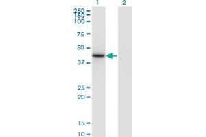 Western Blot analysis of NEUROD6 expression in transfected 293T cell line by NEUROD6 monoclonal antibody (M17), clone 3G7. (NEUROD6 抗体  (AA 246-337))
