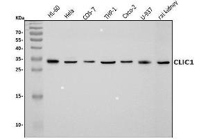 Western blot analysis of CLIC1 using anti-CLIC1 antibody (ABIN7601812).