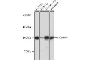 Western blot analysis of extracts of various cell lines, using α-Catenin antibody (ABIN7266133) at 1:1000 dilution. (CTNNA1 抗体)