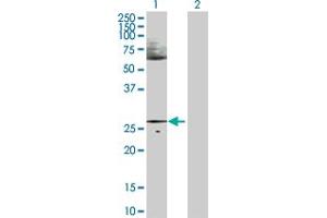 Western Blot analysis of HES1 expression in transfected 293T cell line by HES1 MaxPab polyclonal antibody. (HES1 抗体  (AA 1-277))