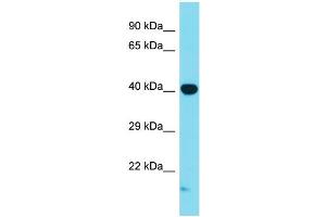 Western Blotting (WB) image for anti-Mitogen-Activated Protein Kinase 1 (MAPK1) (C-Term) antibody (ABIN2788693) (ERK2 抗体  (C-Term))