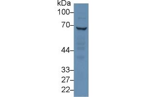 Rabbit Capture antibody from the kit in WB with Positive Control: Human hela cell lysate. (RPN1 ELISA 试剂盒)