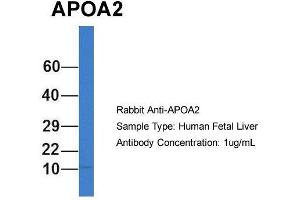Host: Rabbit  Target Name: APOA2  Sample Tissue: Human Fetal Liver  Antibody Dilution: 1. (APOA2 抗体  (N-Term))