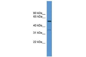 WB Suggested Anti-COCH Antibody Titration: 0. (COCH 抗体  (N-Term))