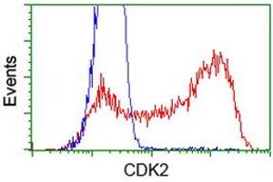 HEK293T cells transfected with either RC200494 overexpress plasmid (Red) or empty vector control plasmid (Blue) were immunostained by anti-CDK2 antibody (ABIN2454601), and then analyzed by flow cytometry. (CDK2 抗体)
