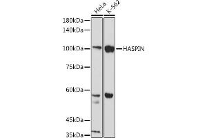 Western blot analysis of extracts of various cell lines, using HASPIN antibody (ABIN7267377) at 1:1000 dilution. (GSG2 抗体)