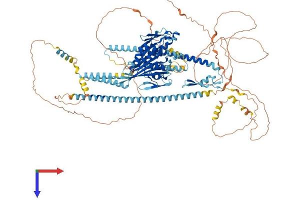 KIF17 Protein (AA 1-1029) (His tag)