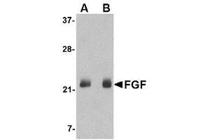 Image no. 1 for anti-Fibroblast Growth Factor 4 (FGF4) (C-Term) antibody (ABIN1493358) (FGF4 抗体  (C-Term))