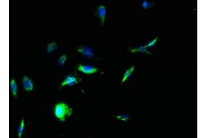 Immunofluorescent analysis of HepG2 cells using ABIN7166811 at dilution of 1:100 and Alexa Fluor 488-congugated AffiniPure Goat Anti-Rabbit IgG(H+L) (TPTE 抗体  (AA 175-380))