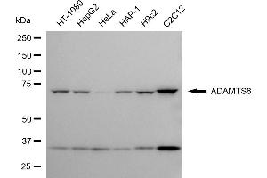 Western blotting analysis using ADAMTS8 antibody (ABIN7797505).