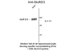 Western Blot of Anti-GluR2/3 (Rabbit) Antibody - 612-401-D63 Western Blot of Rabbit anti-GluR2/3 antibody. (mGluR2/3 抗体  (C-Term))
