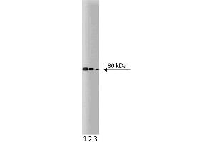 Western blot analysis of Ezrin on MDCK lysate. (Ezrin 抗体  (AA 391-515))