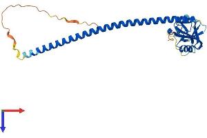 Protein Structure (PS) image for C-Type Lectin Domain Family 12, Member A (CLEC12A) (AA 1-265) protein (His tag) (ABIN7553331)