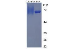 Image no. 3 for Cholecystokinin 8, Octapeptide (CCK8) peptide (BSA) (ABIN5665953) (Cholecystokinin 8, Octapeptide (CCK8) peptide (BSA))