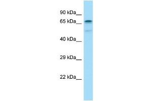 WB Suggested Anti-CABLES1 Antibody Titration: 1. (CABLES1 抗体  (C-Term))