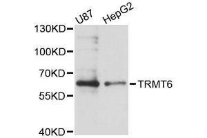 Western blot analysis of extracts of various cell lines, using TRMT6 antibody (ABIN5996675) at 1:3000 dilution. (TRMT6 抗体)