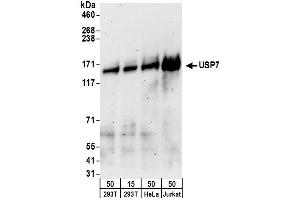 Western Blotting (WB) image for anti-Ubiquitin Specific Peptidase 7 (Herpes Virus-Associated) (USP7) (AA 1-50) antibody (ABIN7453454) (USP7 抗体  (AA 1-50))