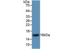 Detection of Recombinant IL17, Mouse using Monoclonal Antibody to Interleukin 17 (IL17) (IL-17 抗体  (AA 22-158))